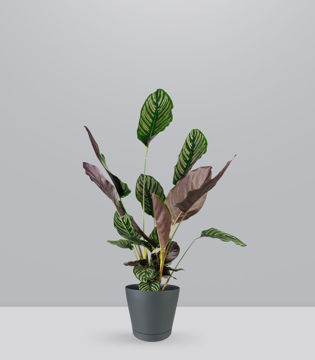 Calathea Sanderiana | 80 cm