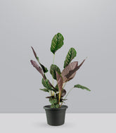 Calathea Sanderiana | 80 cm