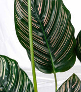Calathea Sanderiana | 80 cm
