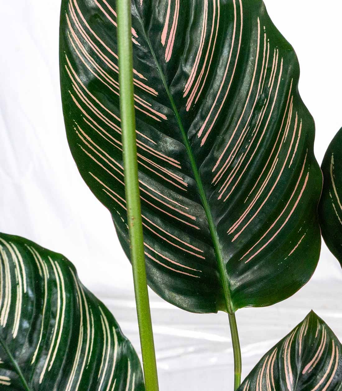 Calathea Sanderiana | 80 cm