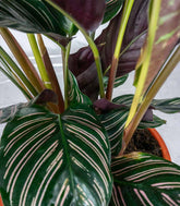 Calathea Sanderiana | 80 cm