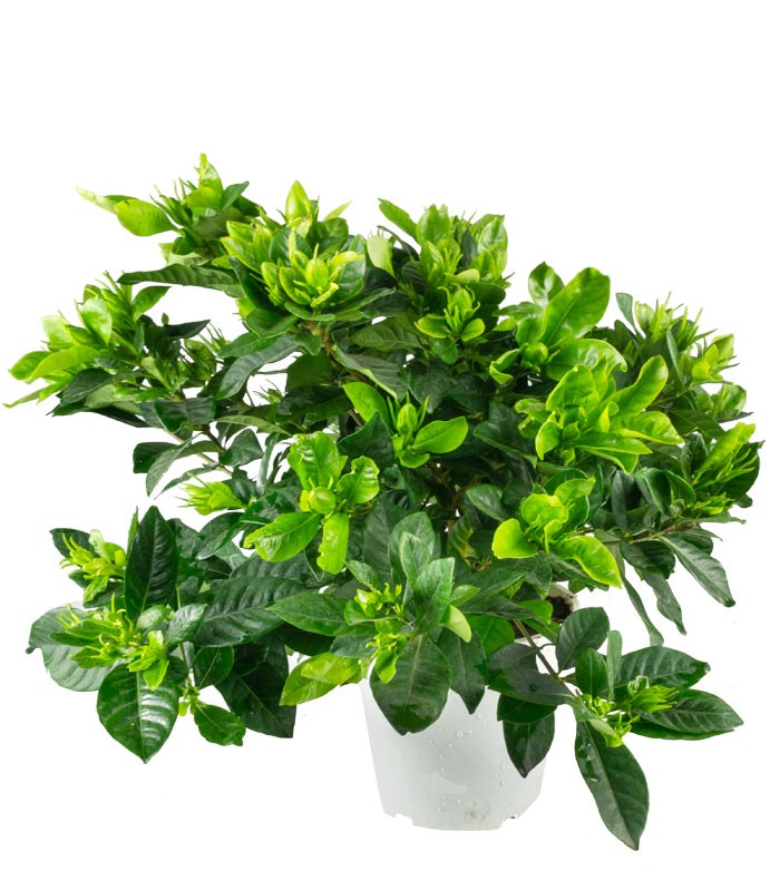 Gardenia