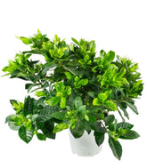 Gardenia