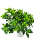 Gardenia