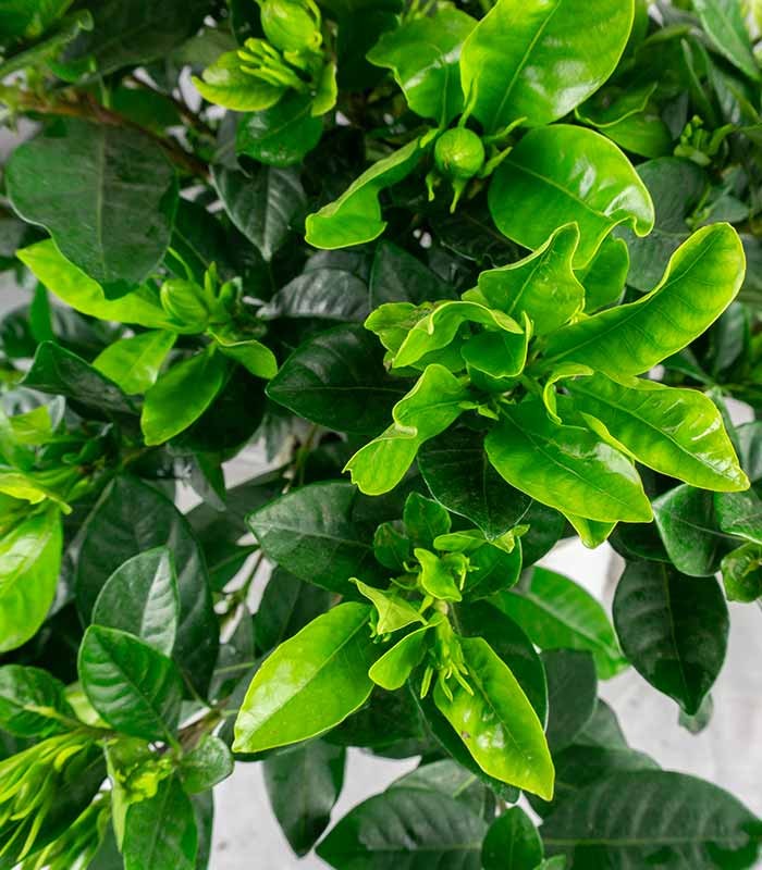 Gardenia