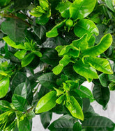 Gardenia