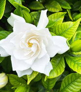 Gardenia