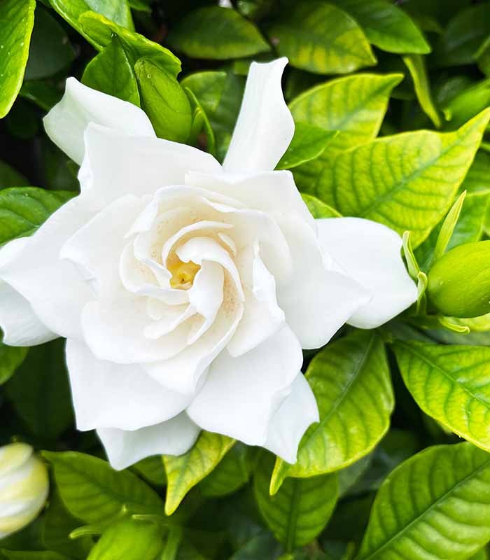 Gardenia