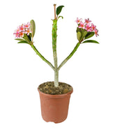 Plumeria o Frangipani