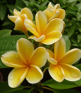 Plumeria o Frangipani
