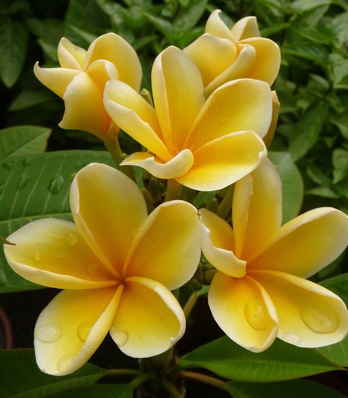 Plumeria o Frangipani