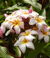 Plumeria o Frangipani
