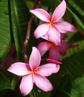 Plumeria o Frangipani