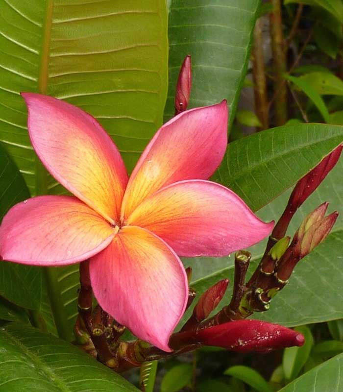 Plumeria o Frangipani