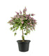 Thryptomene saxicola