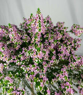 Thryptomene saxicola