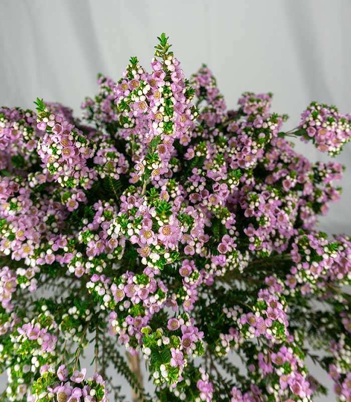 Thryptomene saxicola