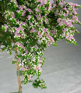 Thryptomene saxicola