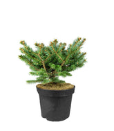 Picea Pungens – Abete del Colorado 45 cm, Vaso 22 cm