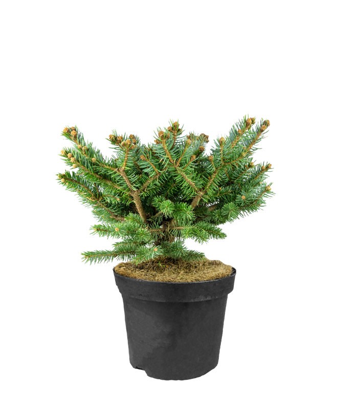 Picea Pungens – Abete del Colorado 45 cm, Vaso 22 cm