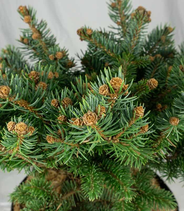 Picea Pungens – Abete del Colorado 45 cm, Vaso 22 cm