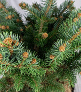 Picea Pungens – Abete del Colorado 45 cm, Vaso 22 cm
