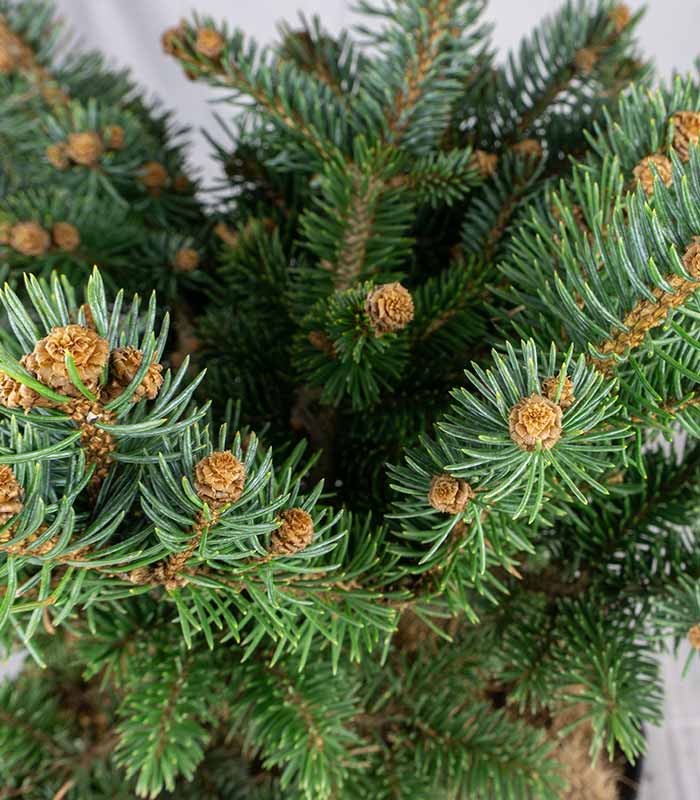 Picea Pungens – Abete del Colorado 45 cm, Vaso 22 cm
