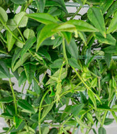 Hoya Bella – Pianta Elegante | Altezza 45 cm 