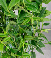 Hoya Bella – Pianta Elegante | Altezza 45 cm 