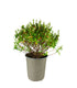 Abelia Grandiflora – Arbusto Compatto H 45 cm, Vaso 18 cm