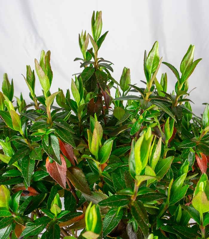 Abelia Grandiflora – Arbusto Compatto H 45 cm, Vaso 18 cm