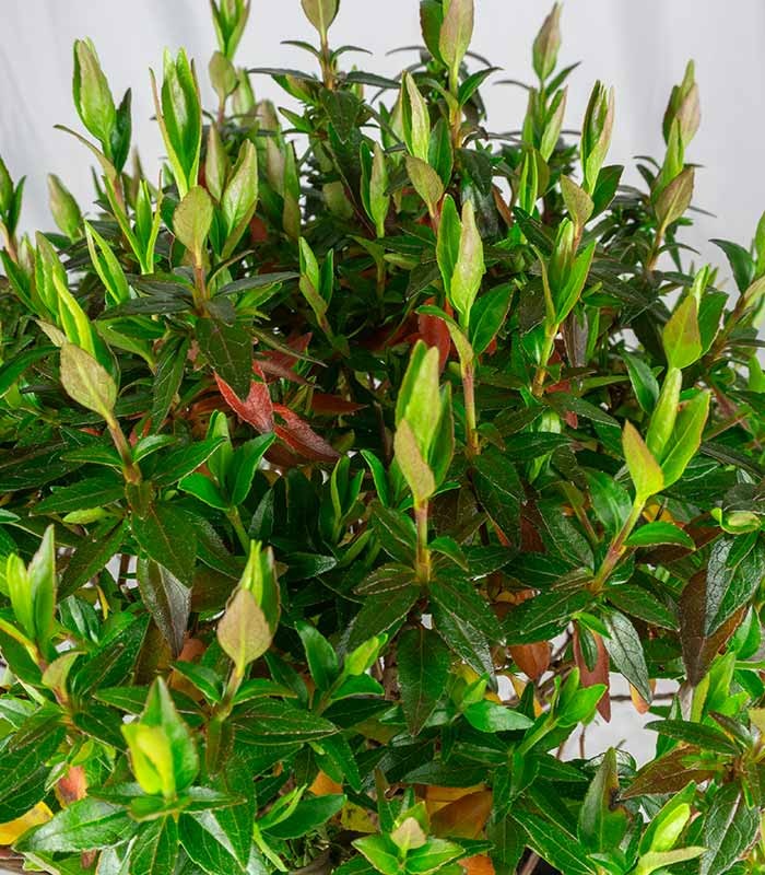 Abelia Grandiflora – Arbusto Compatto H 45 cm, Vaso 18 cm