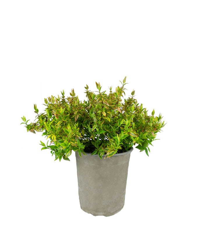 Abelia Grandiflora Aureo Variegata – Arbusto H 40 cm, Vaso 18