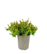 Abelia Grandiflora Aureo Variegata – Arbusto H 40 cm, Vaso 18