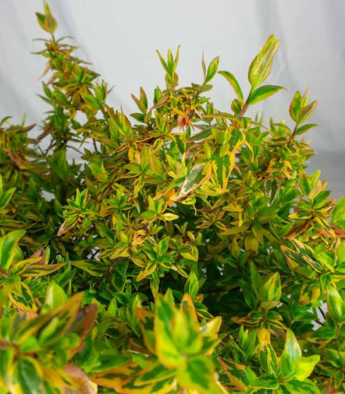 Abelia Grandiflora Aureo Variegata – Arbusto H 40 cm, Vaso 18