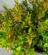 Abelia Grandiflora Aureo Variegata – Arbusto H 40 cm, Vaso 18