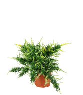 Ginestra – Arbusto Ornamentale con Fiori Profumati