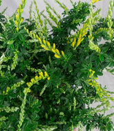 Ginestra – Arbusto Ornamentale con Fiori Profumati