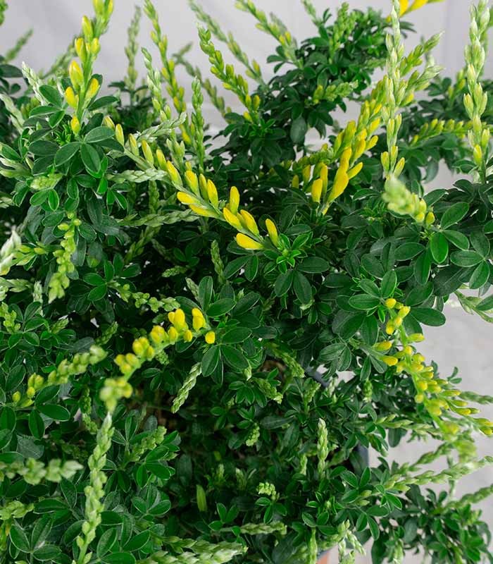 Ginestra – Arbusto Ornamentale con Fiori Profumati