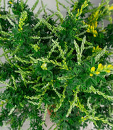 Ginestra – Arbusto Ornamentale con Fiori Profumati