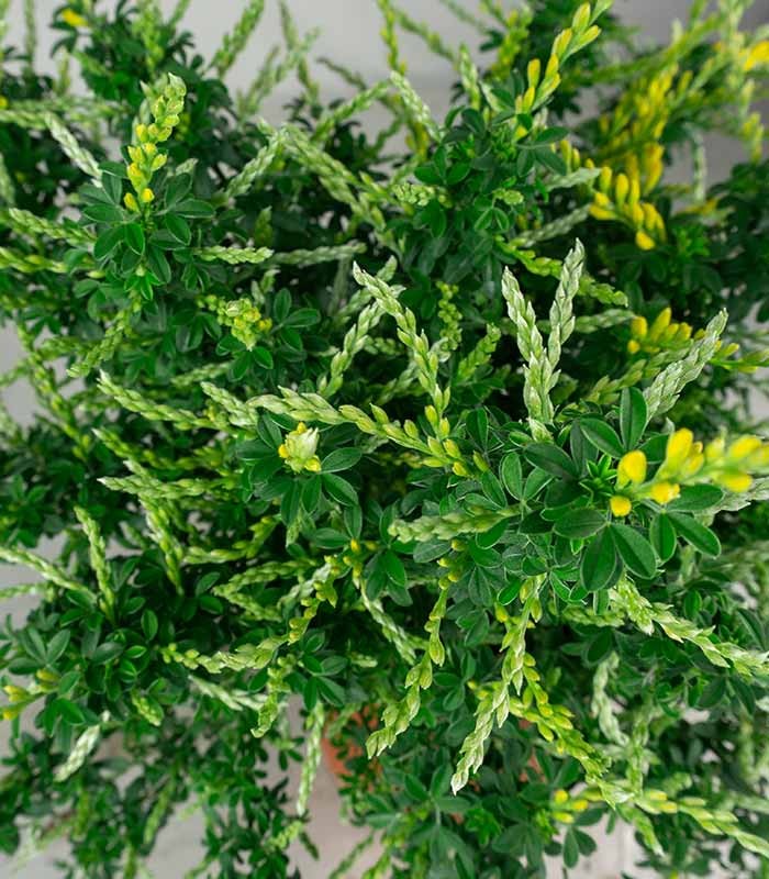 Ginestra – Arbusto Ornamentale con Fiori Profumati