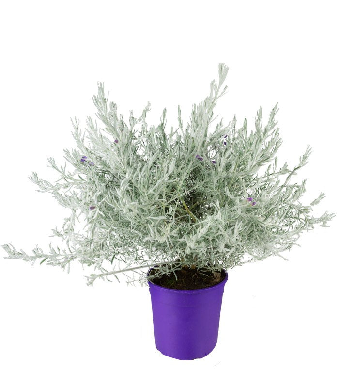 Eremophila Nivea – Pianta Argentata H 60 cm, Vaso 20 cm