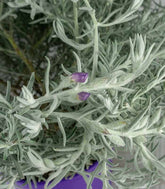 Eremophila Nivea – Pianta Argentata H 60 cm, Vaso 20 cm