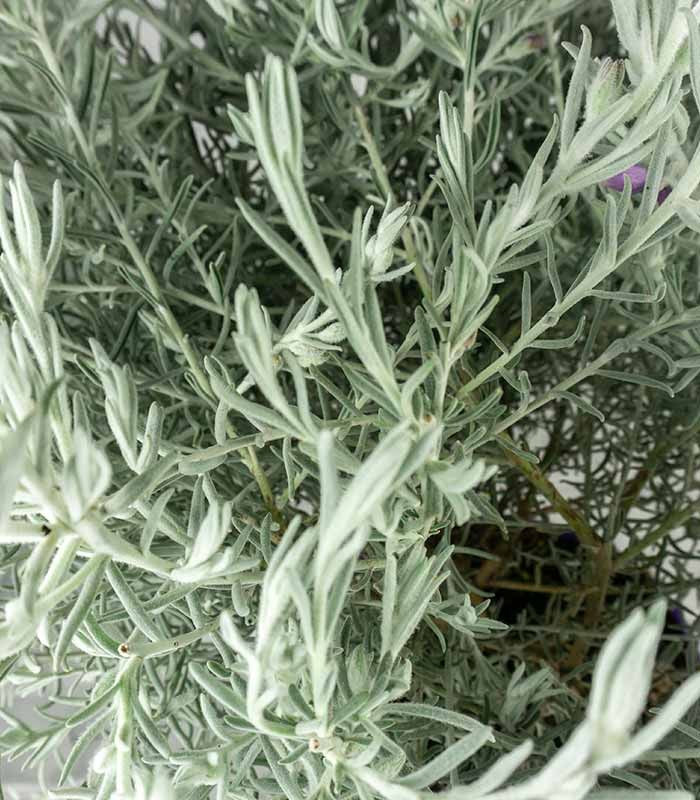 Eremophila Nivea – Pianta Argentata H 60 cm, Vaso 20 cm