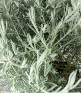 Eremophila Nivea – Pianta Argentata H 60 cm, Vaso 20 cm