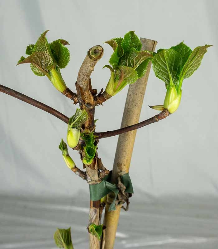 Ortensia Rampicante – Hydrangea Petiolaris H 55 cm, Vaso 16 cm