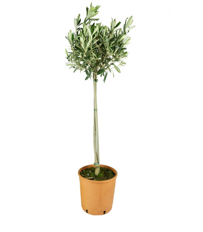 Olivo – Pianta di Ulivo H 90 cm, Vaso 18 cm | Sempreverde Elegante