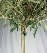 Olivo – Pianta di Ulivo H 90 cm, Vaso 18 cm | Sempreverde Elegante