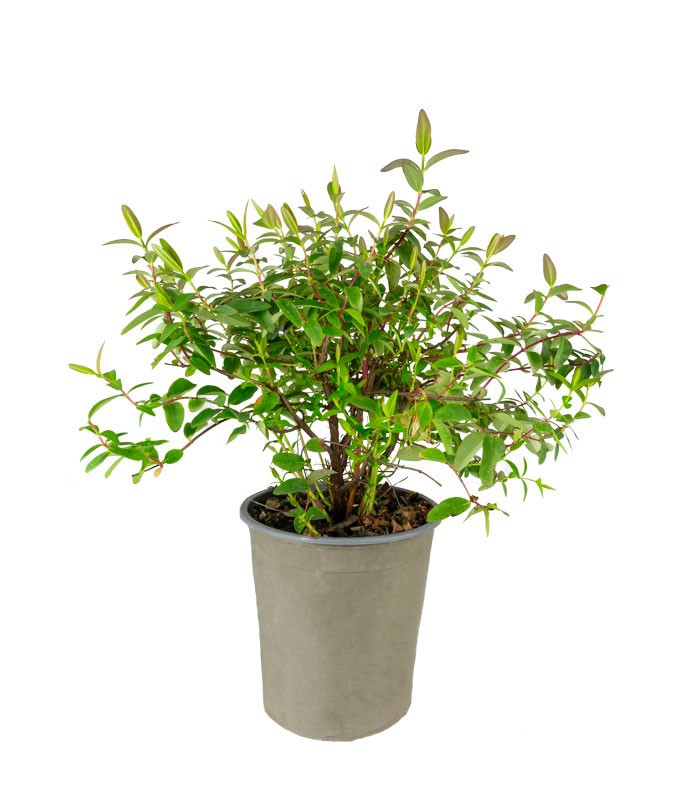 Hypericum Henryi Hidcote – Arbusto Fiorito H 50 cm, Vaso 18 cm