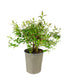 Hypericum Henryi Hidcote – Arbusto Fiorito H 50 cm, Vaso 18 cm